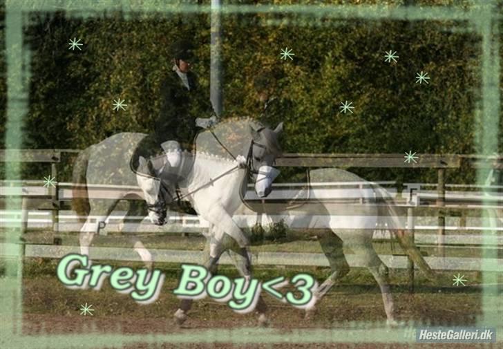Connemara Ard Chuan Grey Boy billede 10