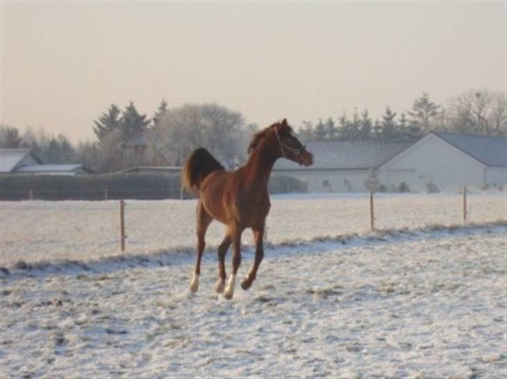 Dansk Varmblod Feldbæks Magnifique - Maggie, december ´09 billede 10