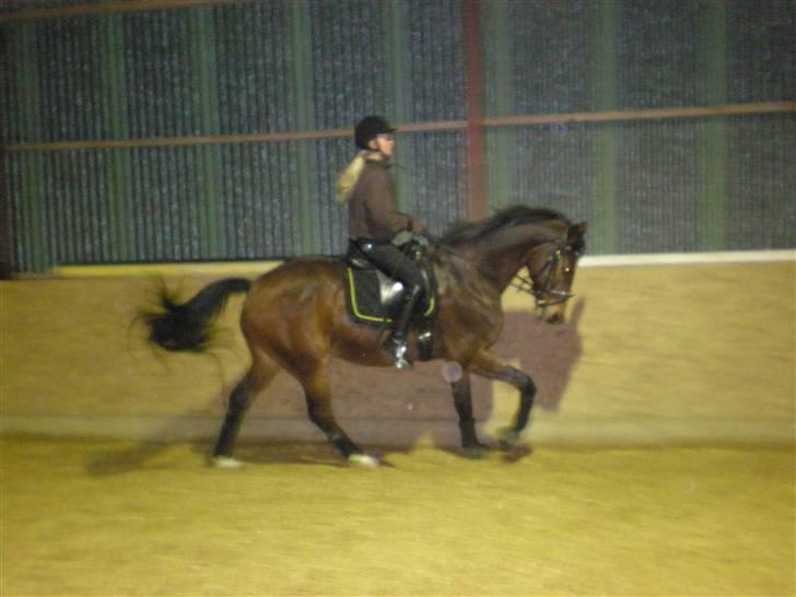 Anden særlig race Travelli solgt - Mig og Travelli i rigtig fin galop<3 billede 2