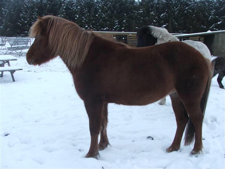 Islænder Frökk frá Enni - 22/12-09 billede 6