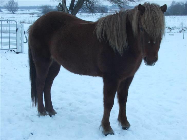 Islænder Frökk frá Enni - 22/12-09 billede 7