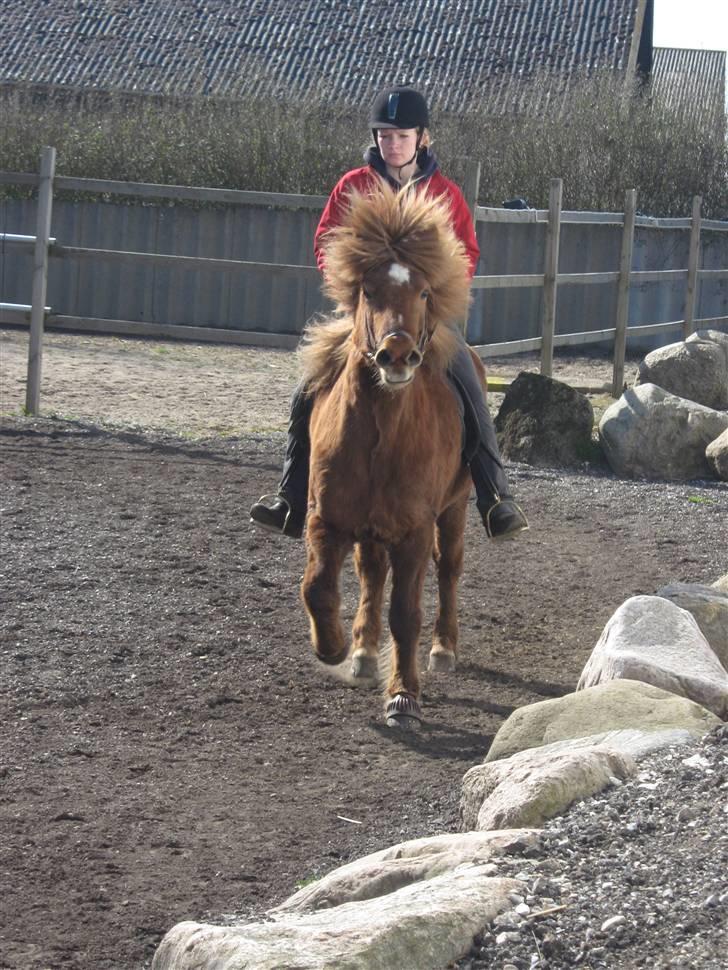 Islænder Frökk frá Enni - 10/04-09 billede 8