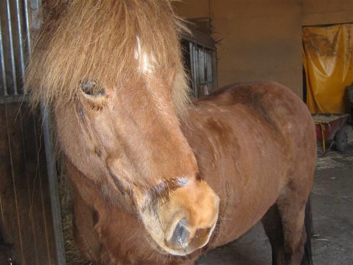 Islænder Frökk frá Enni - 10/04-09 billede 9