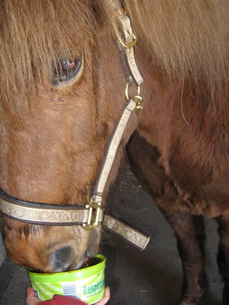 Islænder Frökk frá Enni - 10/04-09 billede 10