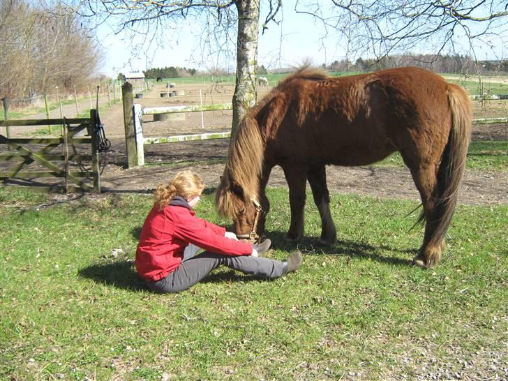 Islænder Frökk frá Enni - 10/04-09 billede 11