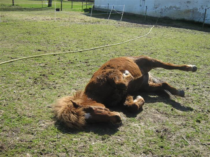 Islænder Frökk frá Enni - 10/04-09 billede 12