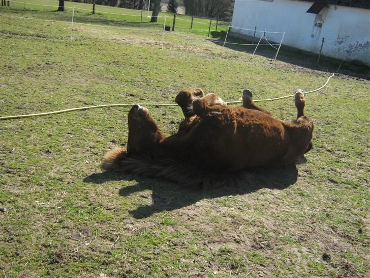 Islænder Frökk frá Enni - 10/04-09 billede 13