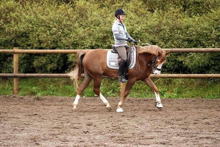 Welsh Partbred (Sec F) Rosengårdens Sodapop SOLGT - NYT! 11/9-10 Dressurtræning. Foto: Katrine Andreassen billede 15