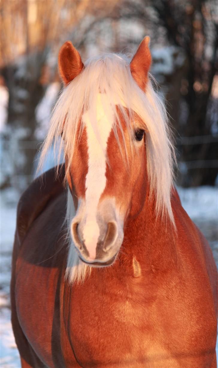 Haflinger Aragon *SOLGT* - d. 19/12-09 (CNN-foto) billede 7
