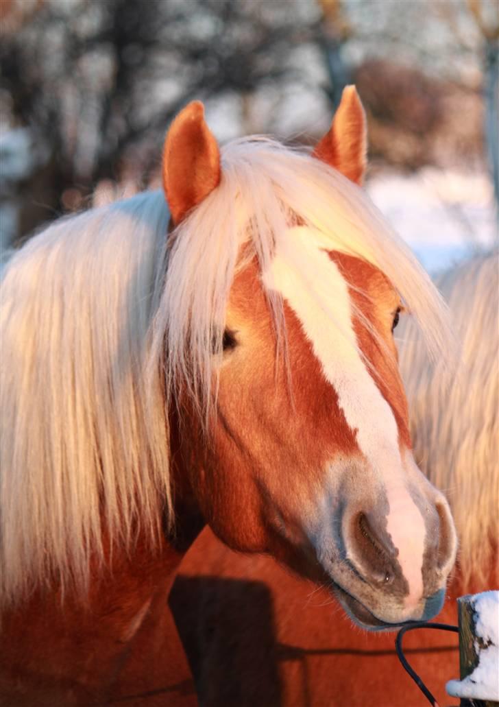 Haflinger Aragon *SOLGT* - d. 19/12-09 (CNN-foto) billede 8