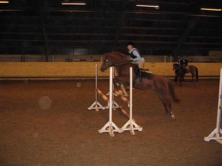 New Forest / Araber | Silas <3 billede 16