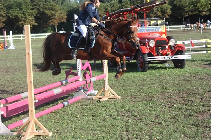 New Forest / Araber | Silas <3 - hihi :D LB til copenhagen horse show 10´<3 vi var 0.:D billede 20
