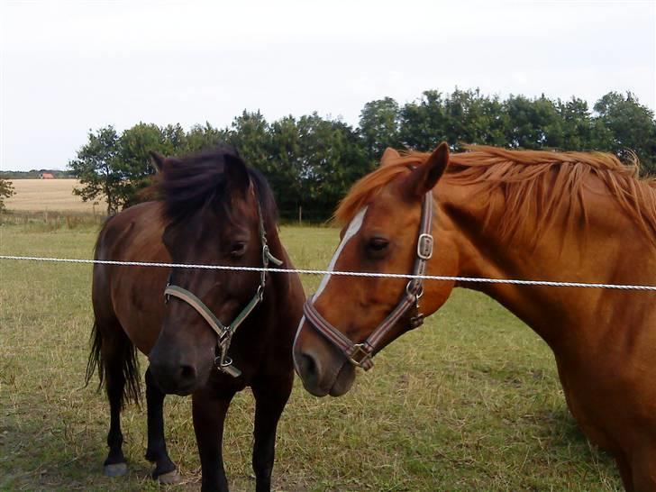 Anden særlig race Maxi billede 1