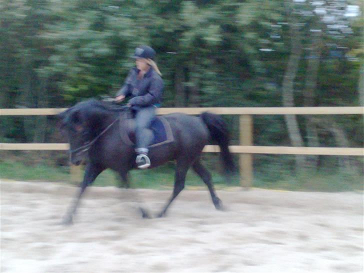 Anden særlig race Maxi billede 2