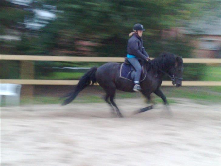 Anden særlig race Maxi billede 3