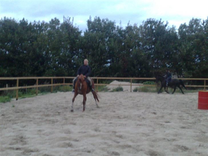 Anden særlig race Maxi billede 4