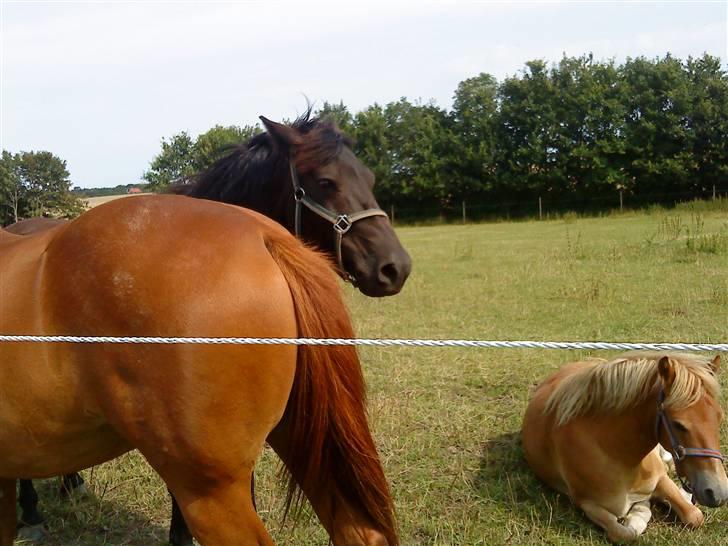 Anden særlig race Maxi billede 5
