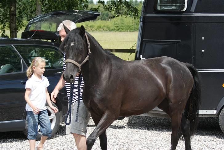 DSP Schermeer´s Hof Anastasia - Her kommer min far hjem med min  nye pony, Anastasia billede 1