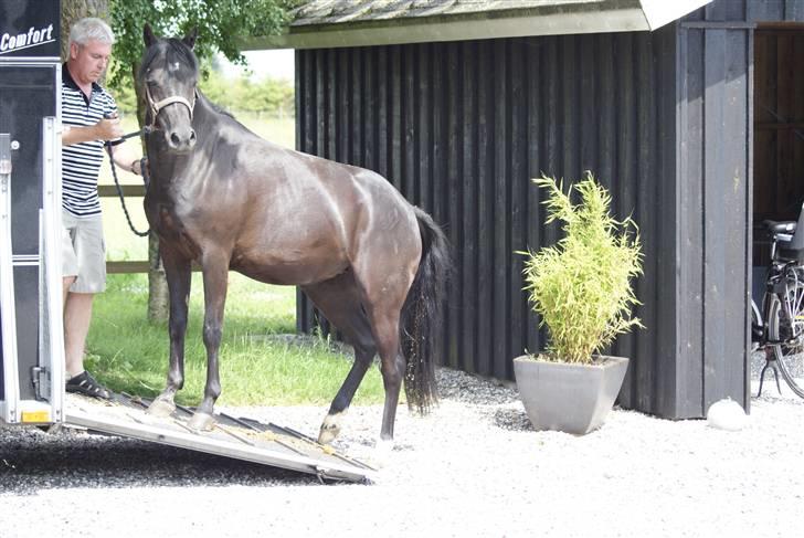 DSP Schermeer´s Hof Anastasia - Her kommer min far hjem med min  nye pony, Anastasia billede 4
