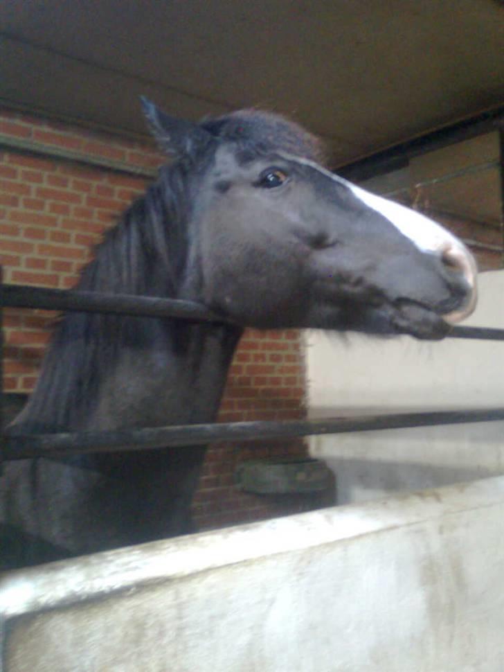 Anden særlig race Prins Løjser billede 1