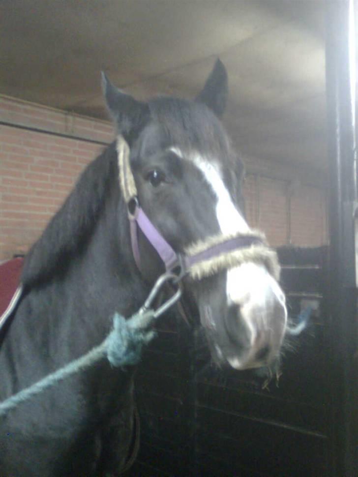 Anden særlig race Prins Løjser billede 2