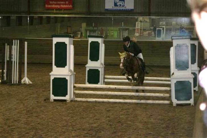 Welsh Pony af Cob-type (sec C) Anabell - En LD til stævne i Svenndborg billede 17