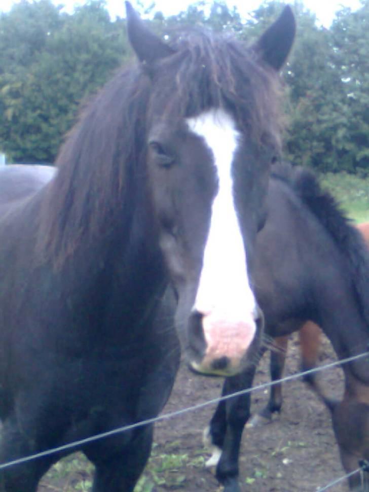 Anden særlig race Prins Løjser billede 3