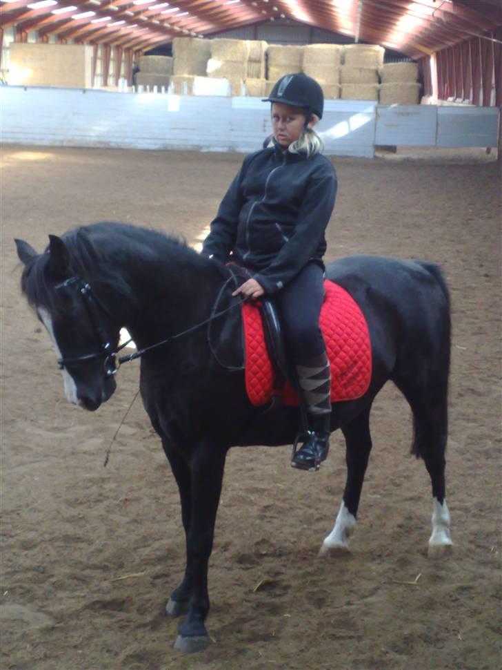 Anden særlig race Prins Løjser billede 4