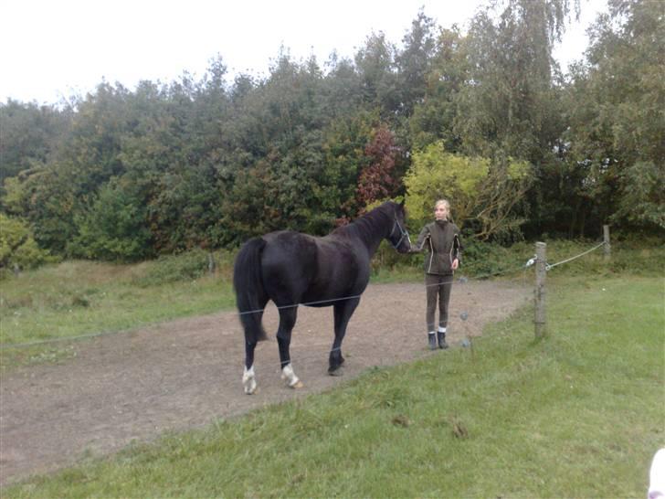Anden særlig race Prins Løjser billede 5