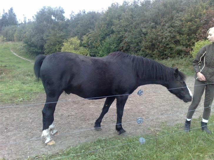 Anden særlig race Prins Løjser billede 6