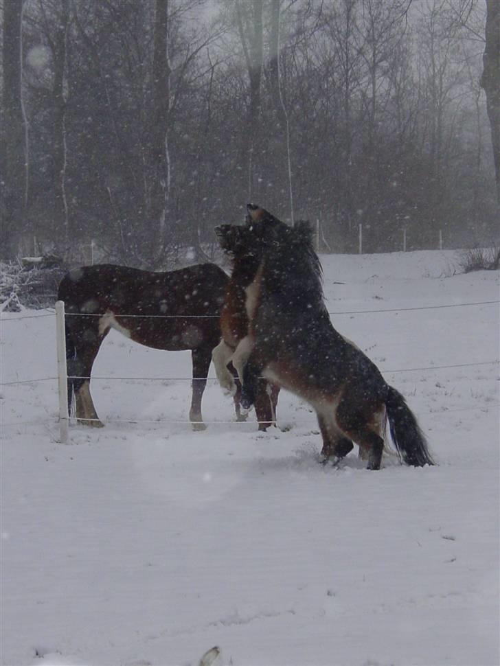 Oldenborg Winnie billede 20