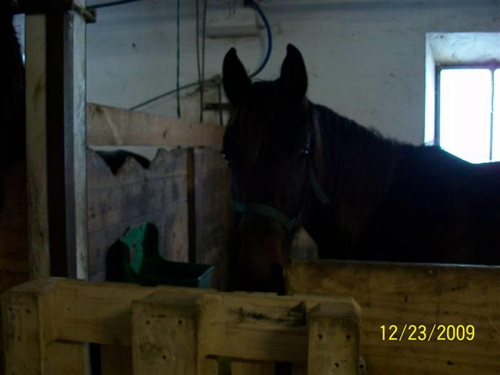 Dansk Varmblod Castello SOLGT billede 7