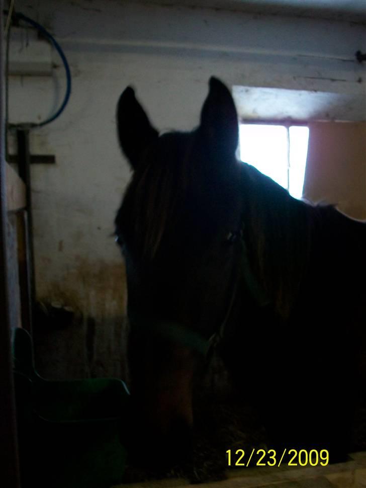 Dansk Varmblod Castello SOLGT billede 8