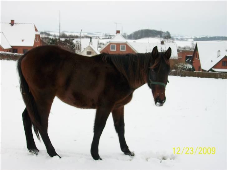 Dansk Varmblod Castello SOLGT billede 9