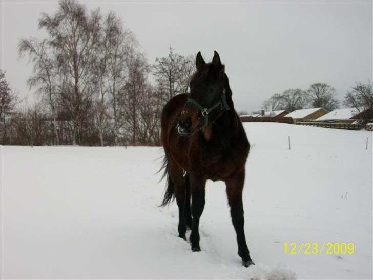 Dansk Varmblod Castello SOLGT billede 10