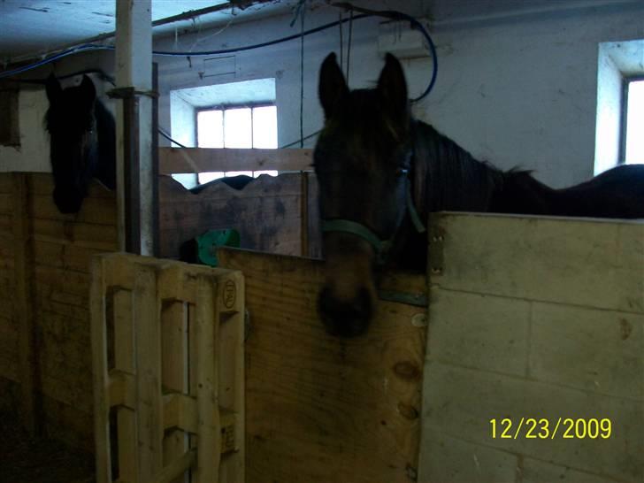 Dansk Varmblod Castello SOLGT billede 11