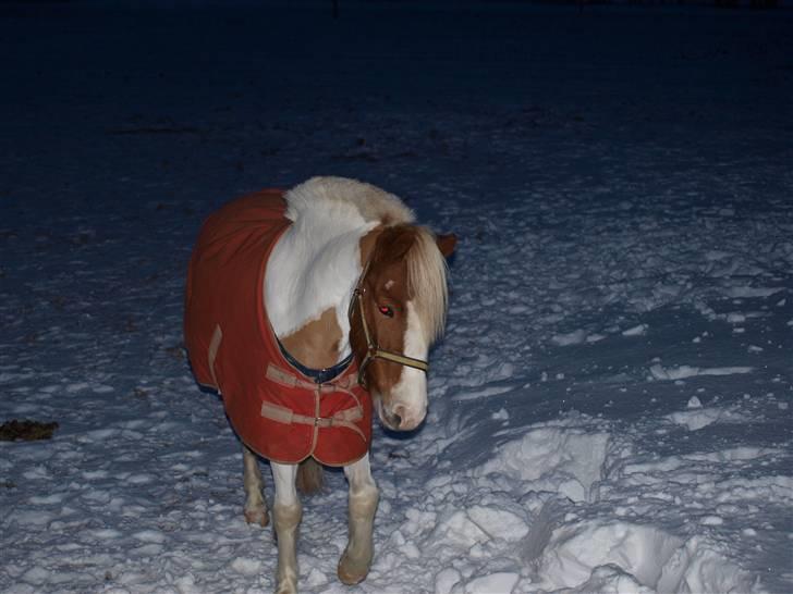 Pinto lucky  boy* har redet* - han er så fiiin! <3 billede 19