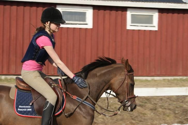 Anden særlig race Lydia billede 3