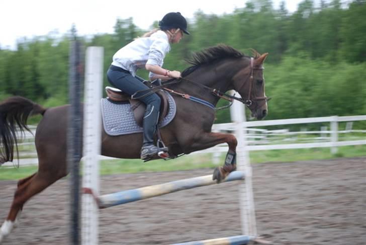 Anden særlig race Lydia billede 4