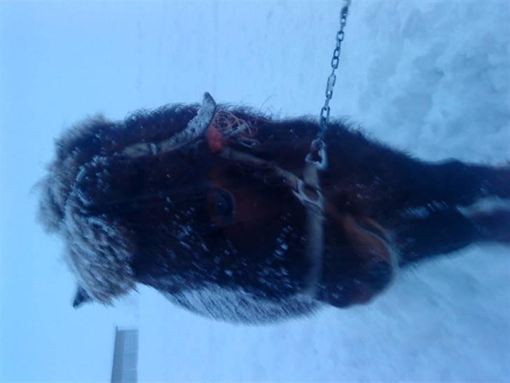 Shetlænder Asterix SOLGT - Bette Asterix i sneén! :D BetteMand!<3 billede 14