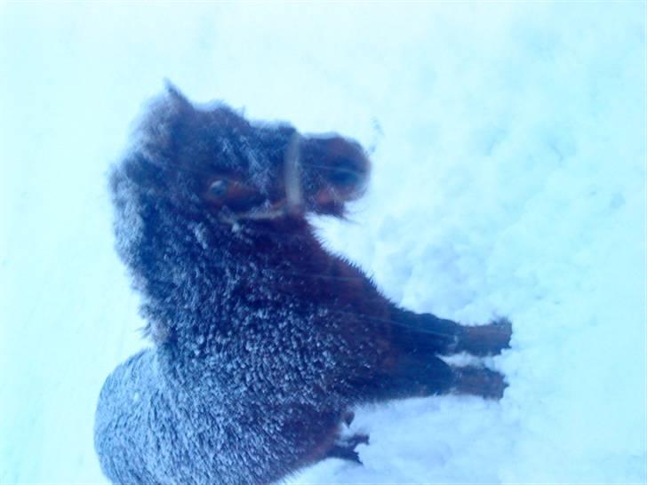 Shetlænder Asterix SOLGT - ASTERIX I <3 YOU! billede 15