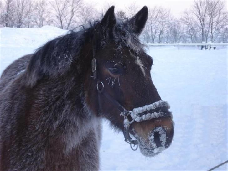 Anden særlig race Beauty billede 10