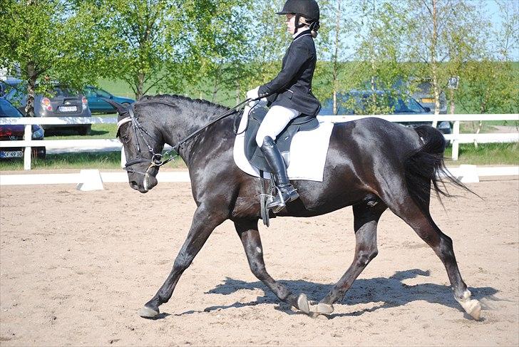 Anden særlig race Diablo - Diablo og jeg til stævne i en LB2 på LIND april 2011. Her på vej ind i en øgning - han flyyyver :p  [Foto: Anna med mit kamera] billede 9