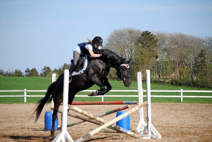 Anden særlig race Diablo - Diablo og jeg til springundervisning april 2011. Opvarmning. Da vi er inde i en dårlig periode, springer vi ikke så højt pt. Jeg beklager kvaliteten. Ja, han har åbne forben, men sikke en overlinje! :) [Foto: Helle med mit kamera] billede 10