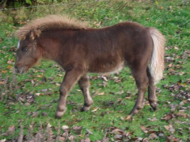 Shetlænder Stjerne<´3  - Stjernen på fold i fuld format :D Foto: Mig billede 17