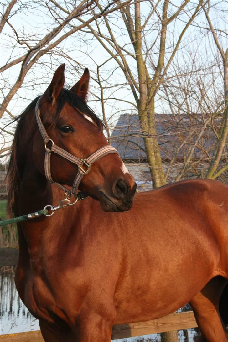 Dansk Varmblod Lundebakken's Vanessa billede 14
