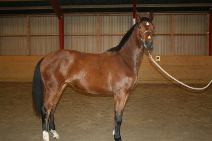 Dansk Varmblod Lundebakken's Vanessa billede 15