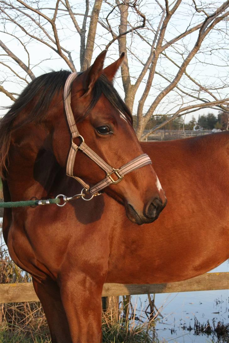 Dansk Varmblod Lundebakken's Vanessa billede 16