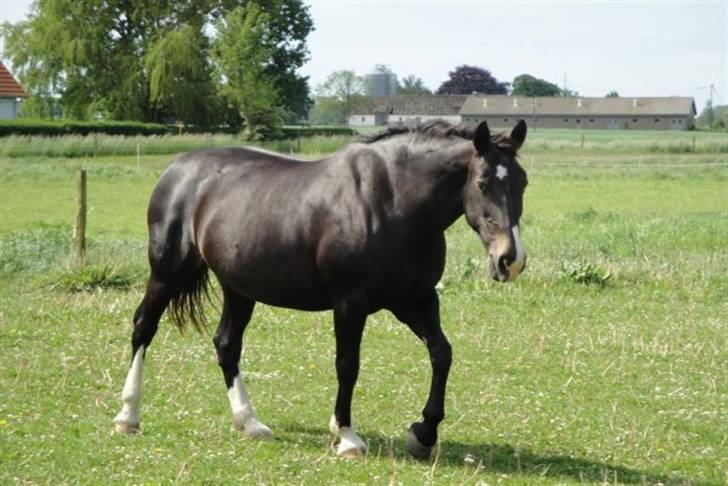 Anden særlig race Josefine billede 7