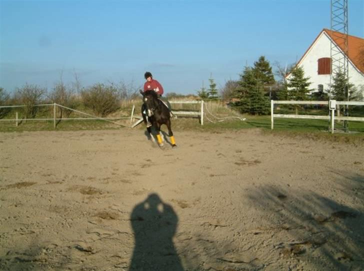 Anden særlig race Josefine billede 8